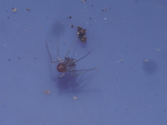 Spermophora