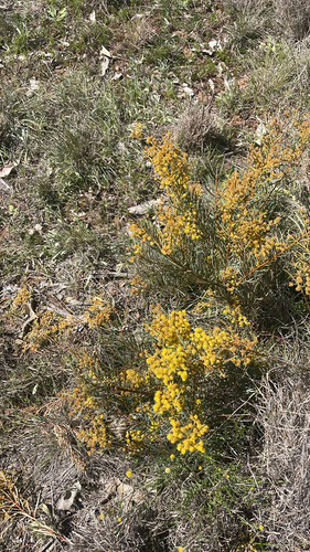 Acacia decora observed 2026-09-15