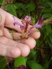 Tricyrtis formosana
