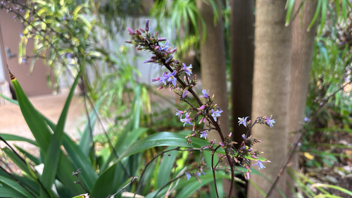 Dianella sandwicensis observed 2026-10-06