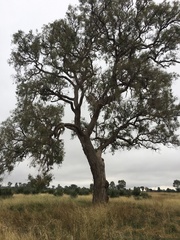 Eucalyptus bridgesiana