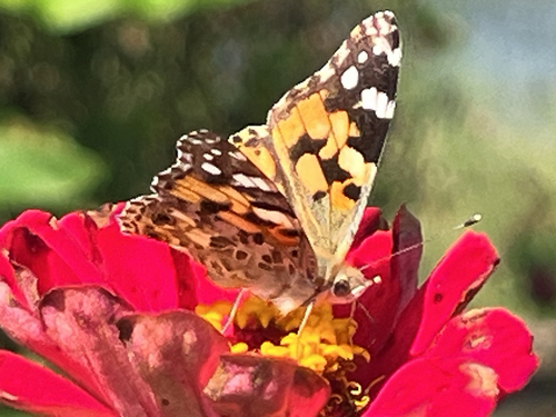 Painted Lady
