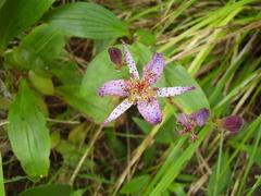 Tricyrtis formosana