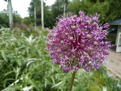 Allium