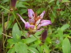 Tricyrtis formosana