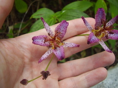 Tricyrtis formosana