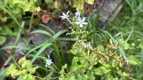 Plumbago zeylanica observed 2026-10-06