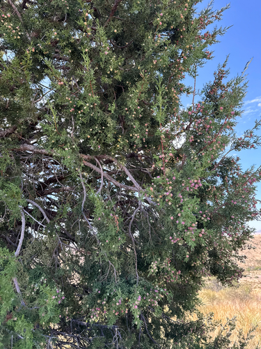 Rose-fruited Juniper
