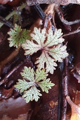 Hydrocotyle dissecta