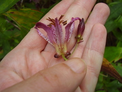 Tricyrtis formosana