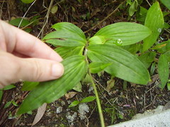 Tricyrtis formosana