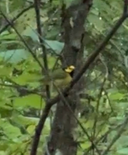 Hooded Warbler