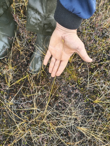 Carex rotundata, 2026-09-27