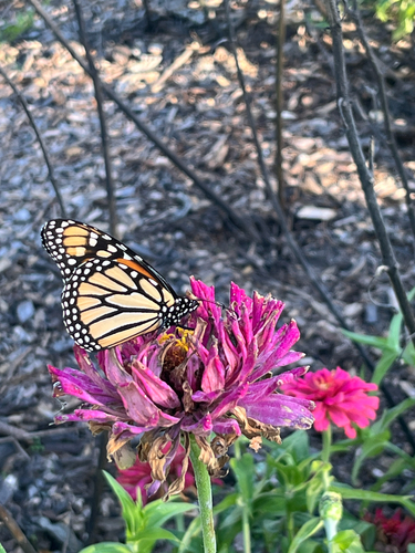 Monarch