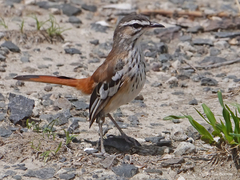 Cercotrichas leucophrys brunneiceps