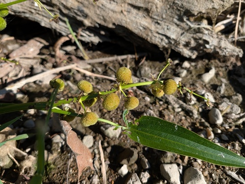 Sagittaria brevirostra, 2026-10-06