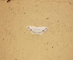 Scopula deliciosaria