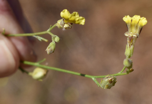 Goodenia armitiana observed 2026-07-25