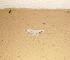 Scopula deliciosaria