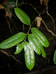 Ripogonum discolor