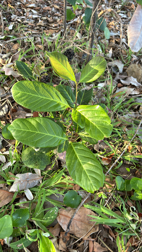 Alectryon coriaceus, 2026-10-02