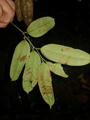 Ripogonum discolor