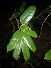 Ripogonum discolor