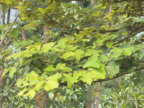 Pterospermum observed 2026-10-07