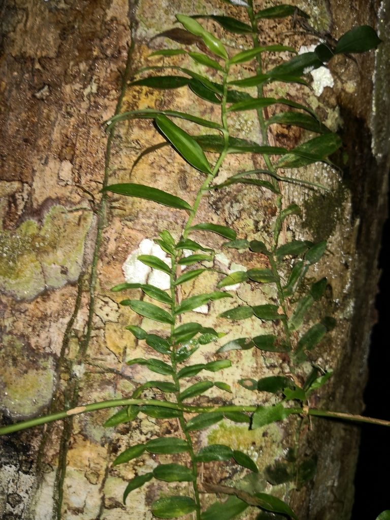 candle vine from Woolgoolga NSW 2456, Australia on May 24, 2020 at 05