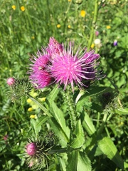 Carduus defloratus