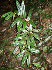 Ripogonum discolor