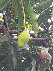 Mangifera indica