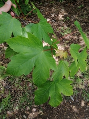 Acer pseudoplatanus