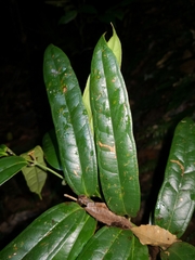 Ripogonum discolor
