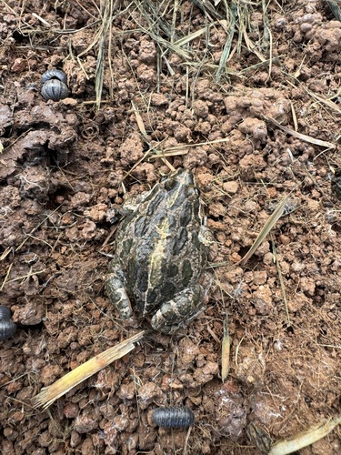 Spotted Marsh Frog