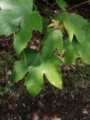 Acer pseudoplatanus