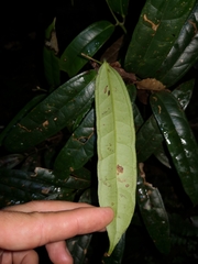 Ripogonum discolor