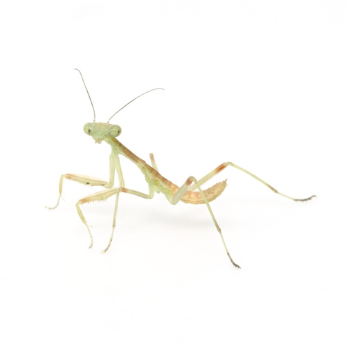 Arizona Mantis, photo 7 of 8