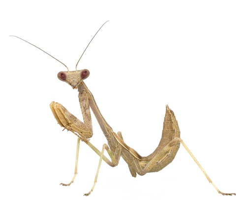 Arizona Mantis, photo 6 of 8