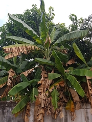 Musa