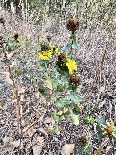 subalpine gumweed