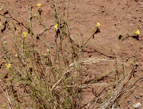 Goodenia armitiana observed 2026-07-25