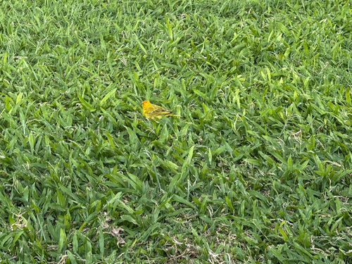 Sicalis flaveola observed 2026-10-06