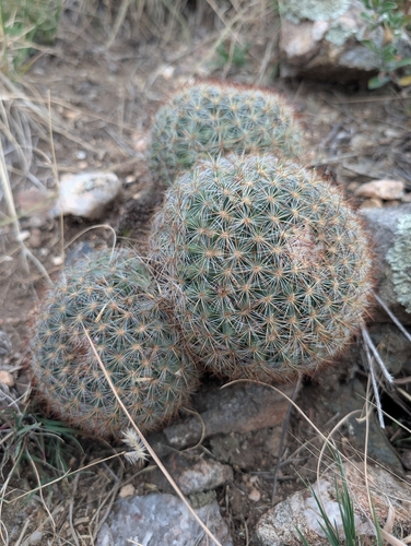 Mountain Ball Cactus