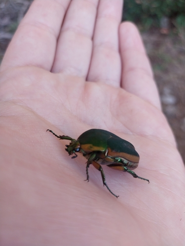 Common Green June Beetle
