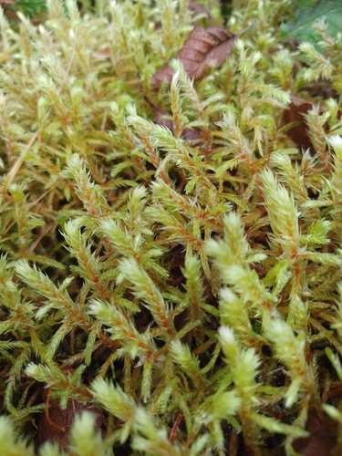 Antitrichia curtipendula observed 2026-10-06