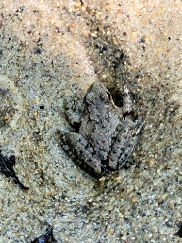 Blanchard's Cricket Frog