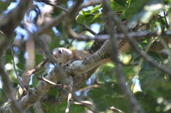 Heliosciurus mutabilis