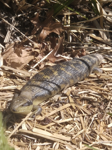 Common Bluetongue