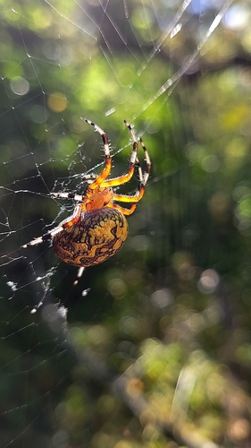 Marbled Orbweaver